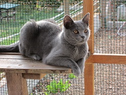 Griotte de Barbeiranne, Femelle Chartreux, Chatterie des Olivier, Pignans, Var