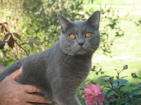 Aramis Of Alinéa, mâle chartreux à la chattereie de Brabeiranne, Pignans, Var
